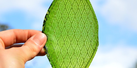 Silk Leaf by Julian Melchiorri