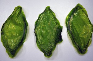 Silk Leaf by Julian Melchiorri