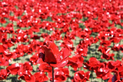 Blood Swept Lands and Seas of Red poppies installation at the Tower of London