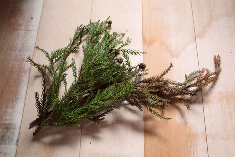 Coniferous Clock by Bril