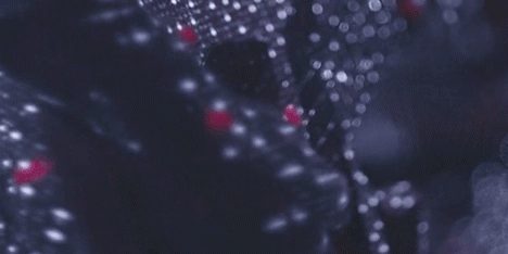 See music video by Tycho