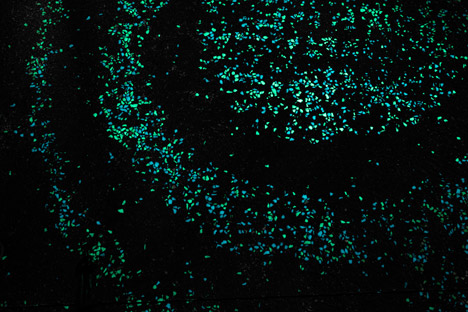 Daan Roosegaarde's Van Gogh Bicycle Path