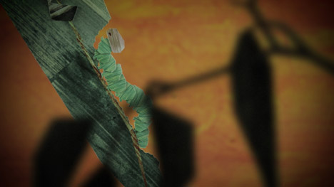 John Butler Trio music video by Dropbear Digital