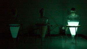 Bioluminescent bacteria in the lab