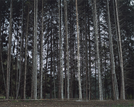 Bioluminescent Forest by Tarek Mawad and Friedrich van Schoor