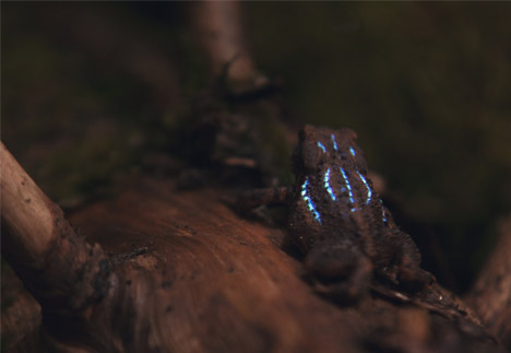 Bioluminescent Forest by Tarek Mawad and Friedrich van Schoor