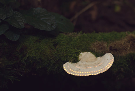 Bioluminescent Forest by Tarek Mawad and Friedrich van Schoor