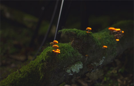 Bioluminescent Forest by Tarek Mawad and Friedrich van Schoor
