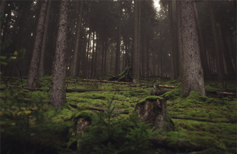 Bioluminescent Forest by Tarek Mawad and Friedrich van Schoor