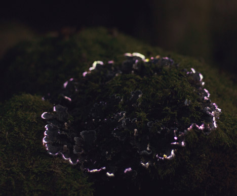 Bioluminescent Forest by Tarek Mawad and Friedrich van Schoor