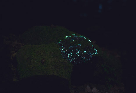Bioluminescent Forest by Tarek Mawad and Friedrich van Schoor