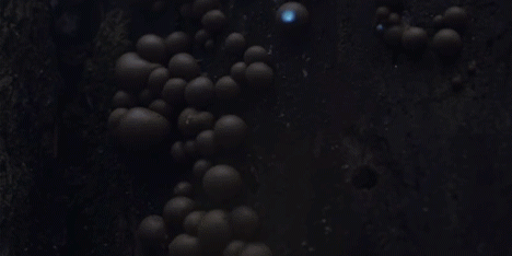 Bioluminescent Forest by Tarek Mawad and Friedrich van Schoor