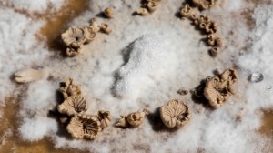 Fruiting mycelium by Officina Corpuscoli