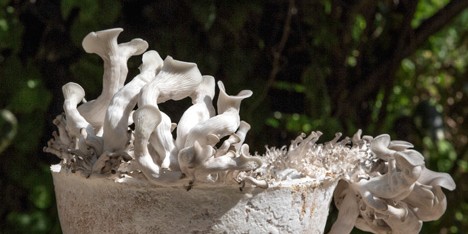 Bowl made out of mycelium by Officina Corpuscoli