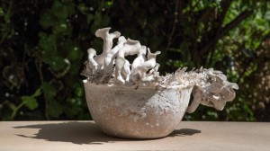 Bowl made out of mycelium by Officina Corpuscoli