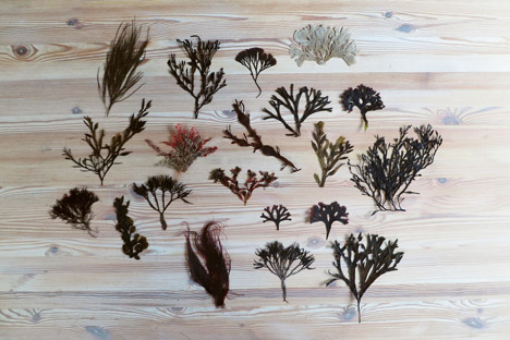 Terroir project by Jonas Edvard and Nikolaj Steenfatt