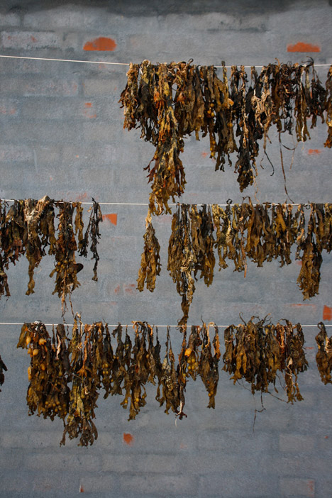 Terroir project by Jonas Edvard and Nikolaj Steenfatt