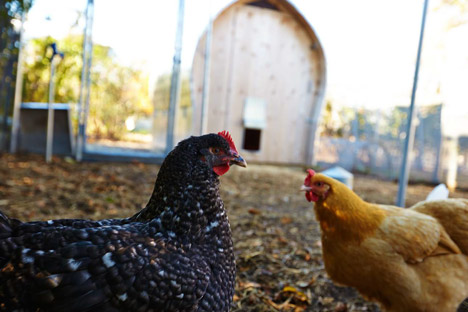 Chicken-Coop-by-Architecture-Research-Office_dezeen_468_7