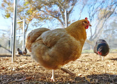 Chicken-Coop-by-Architecture-Research-Office_dezeen_468_9