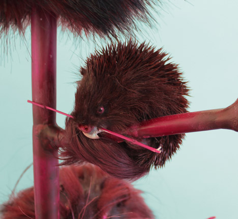 Endless Forms Ensless Species by Kathryn Fleming