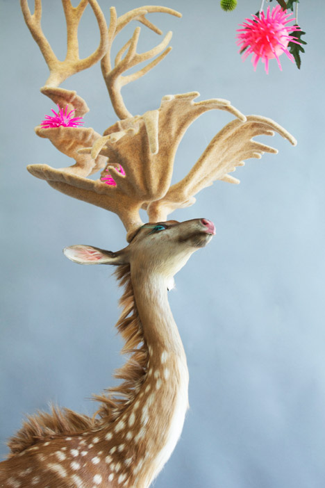 Endless Forms Ensless Species by Kathryn Fleming