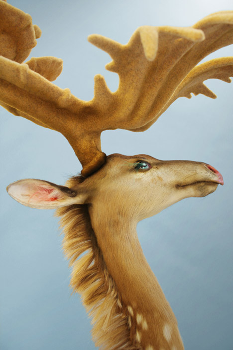 Endless Forms Ensless Species by Kathryn Fleming