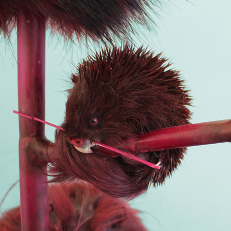 Endless Forms Ensless Species by Kathryn Fleming