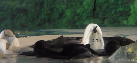 Waterballet - Shortcutz music video shot in a fishbowl