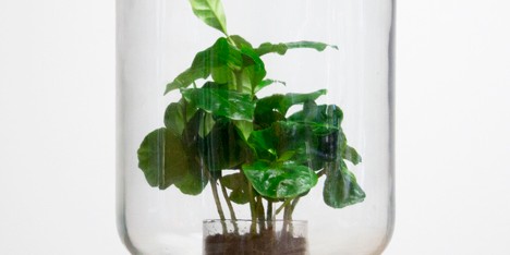 Pikaplant self watering systems