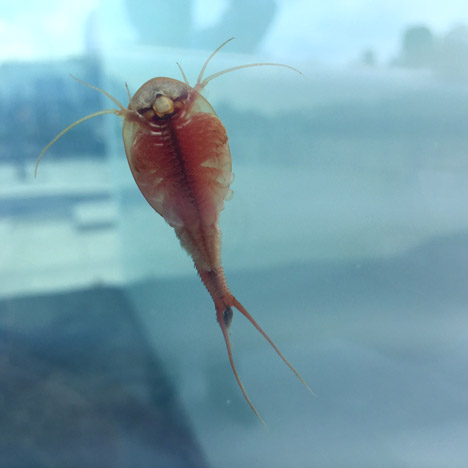 Roof Garden Installation by Pierre Huyghe at the Metropolitan Museum