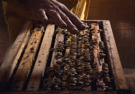 Honey Factory by Francesco Faccin