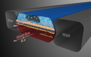 Human Organs-on-Chips by the Wyss Institutue, Harvard University