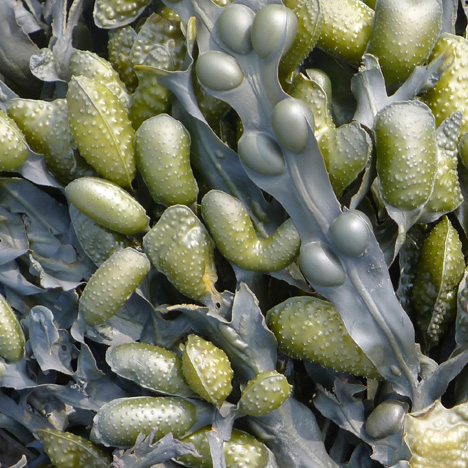 Seaweed carpet by Ross Lovegrove for Moooi