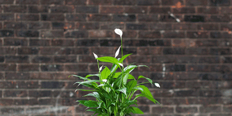 Growth by Begum Ayaskan and Bike Ayaskan