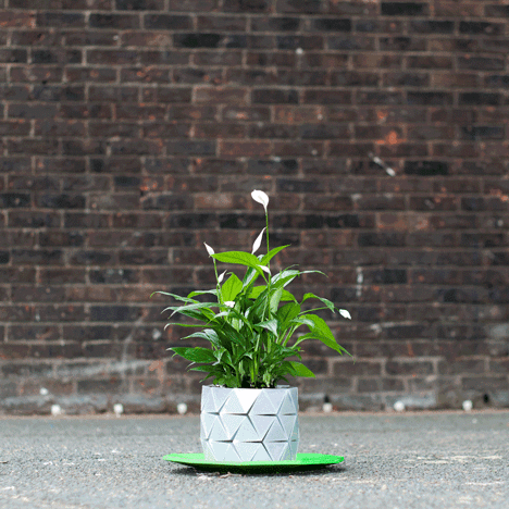 Growth by Begum Ayaskan and Bike Ayaskan