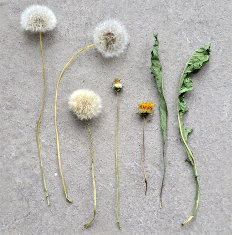Plants Out of Place by Coloni and Studio Aikieu