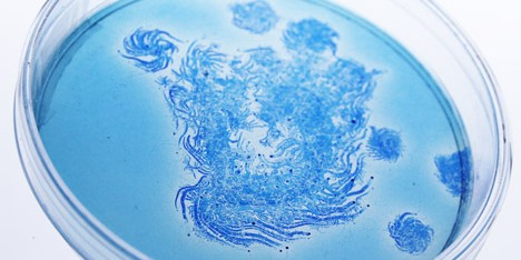 BioDesign ink by Ori Elisar