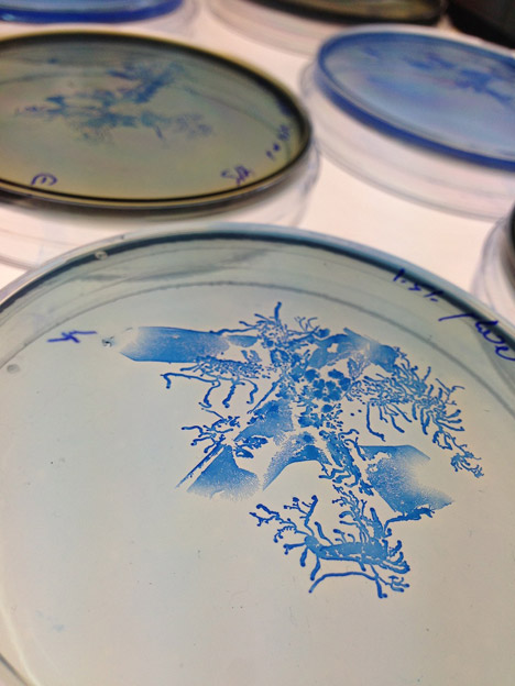 BioDesign ink by Ori Elisar