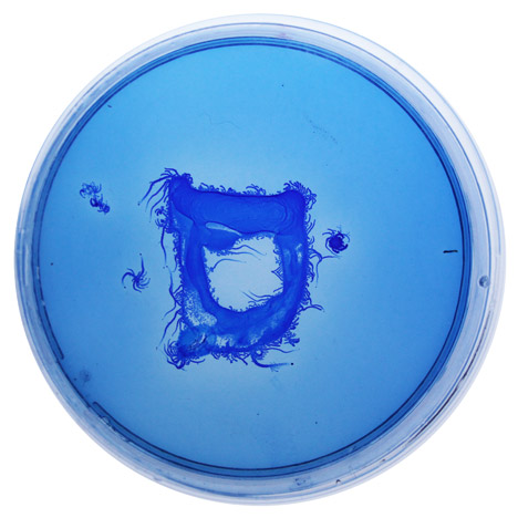 BioDesign ink by Ori Elisar