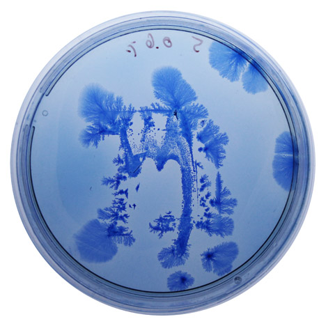 BioDesign ink by Ori Elisar