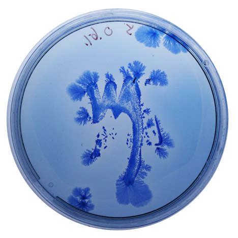 BioDesign ink by Ori Elisar