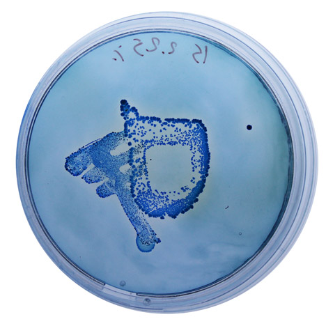 BioDesign ink by Ori Elisar