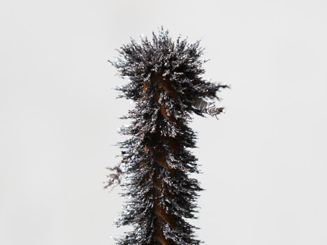 Objects of Curiosity by Pega-Cut and Kneip
