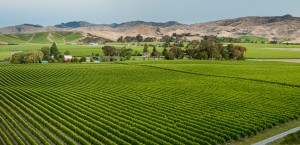 Brancott Estate vineyard