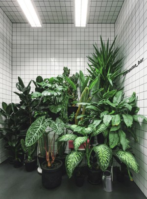 Orang Utan by AKZ Architectura