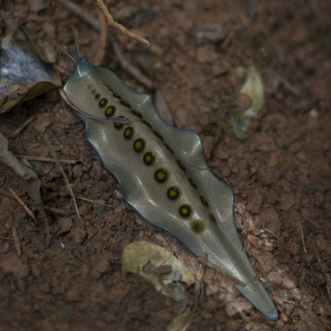 Bioremediating-synthetic-slug-by-Alexandra-Daisy-Ginsberg