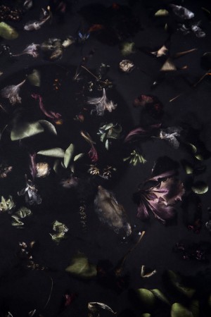 Flora Collection by Marcin Rusak