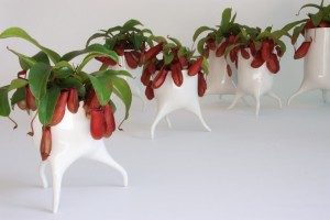 The Carnivora plant pots by Tim Van de Weerd