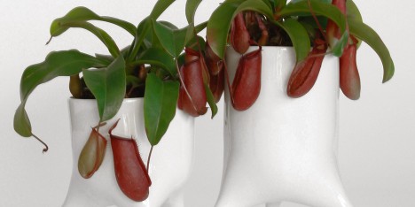 The Carnivora plant pots by Tim Van de Weerd