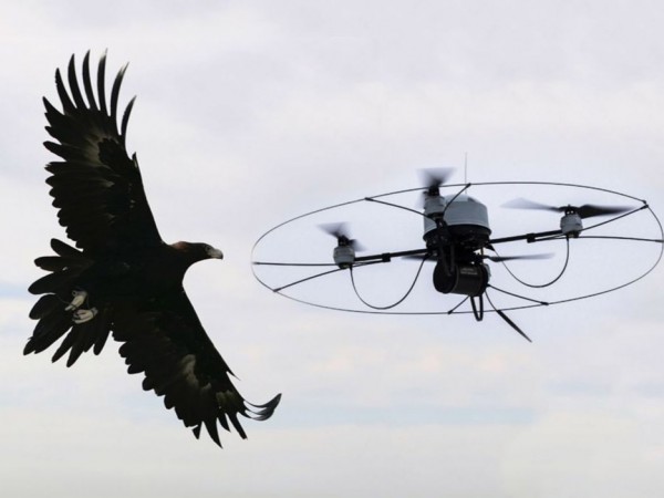 Metropolitan Police considering using eagles to tackle rogue drones